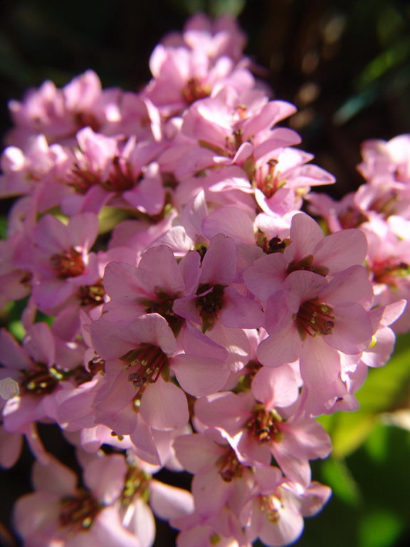 Bergenia